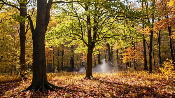 Top conseils pour garantir la santé des arbres à Tarbes
