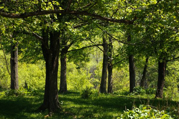 Top conseils pour garantir la santé des arbres à Tarbes